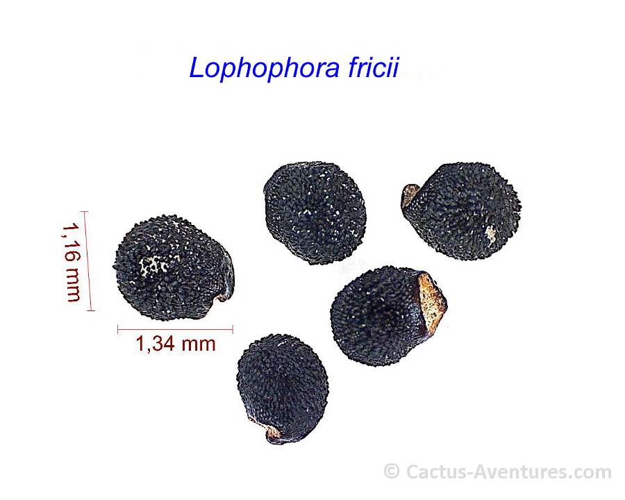 Lophophora fricii